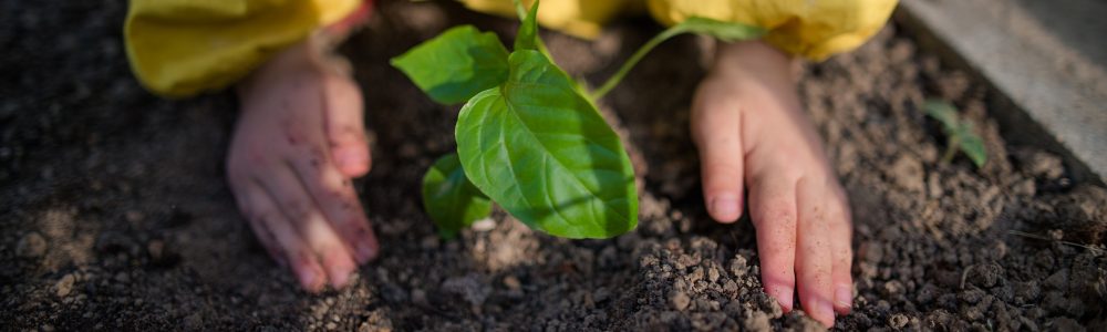 Close-up of ittle girl planting organic pepper plants in eco greenhouse, sustainable lifestyle.